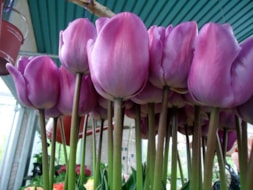 Magic Lavender (3)